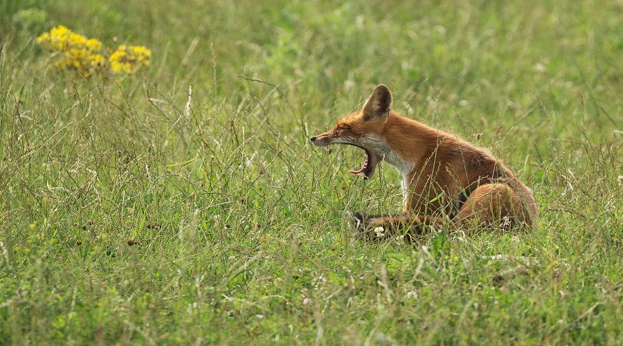 8-Day Tanzania Safari in Western Wilderness